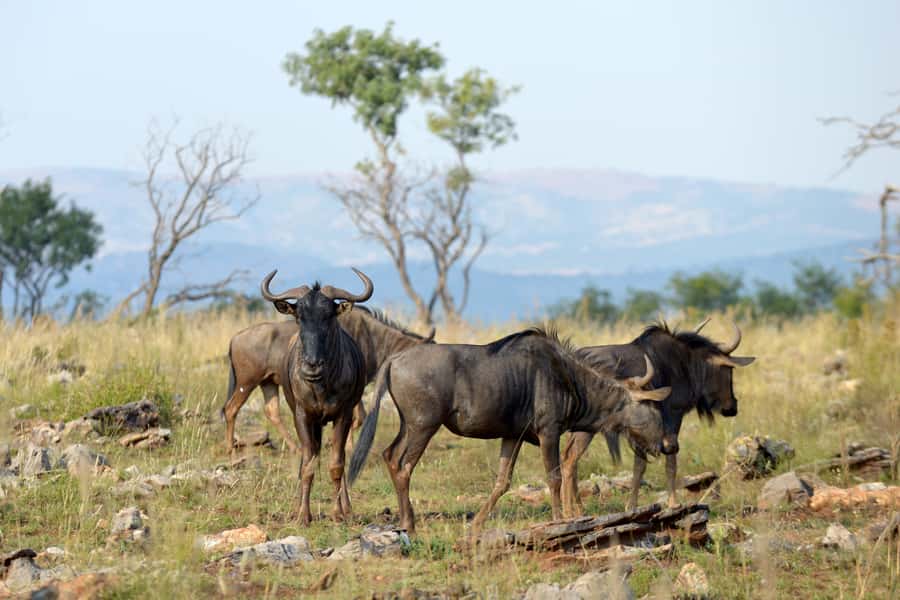 Hartbeespoort: Self-Drive Lion and Safari Park Tour - Why this park works well for a self-drive day