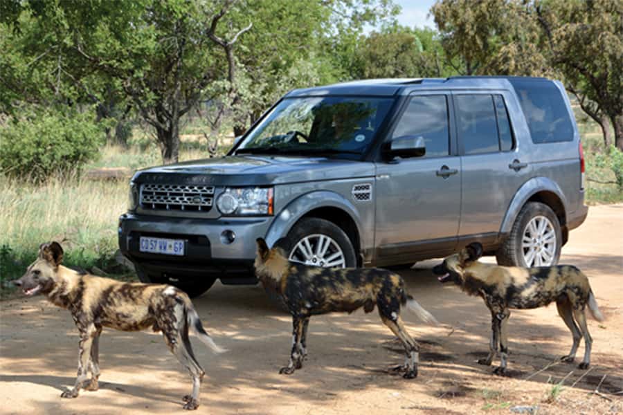 Hartbeespoort: Self-Drive Lion and Safari Park Tour - Starting with lions, wild dogs, and cheetahs
