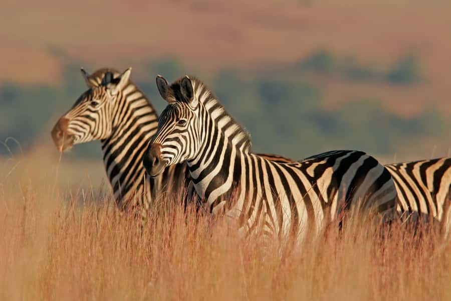 Hartbeespoort: Self-Drive Lion and Safari Park Tour - Planning around the 12:00 PM and 3:00 PM lion feeding