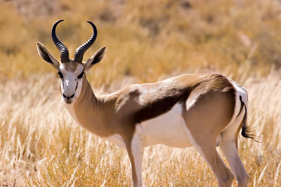 Hartbeespoort: Self-Drive Lion and Safari Park Tour - The restaurant and the practical rhythm of the day