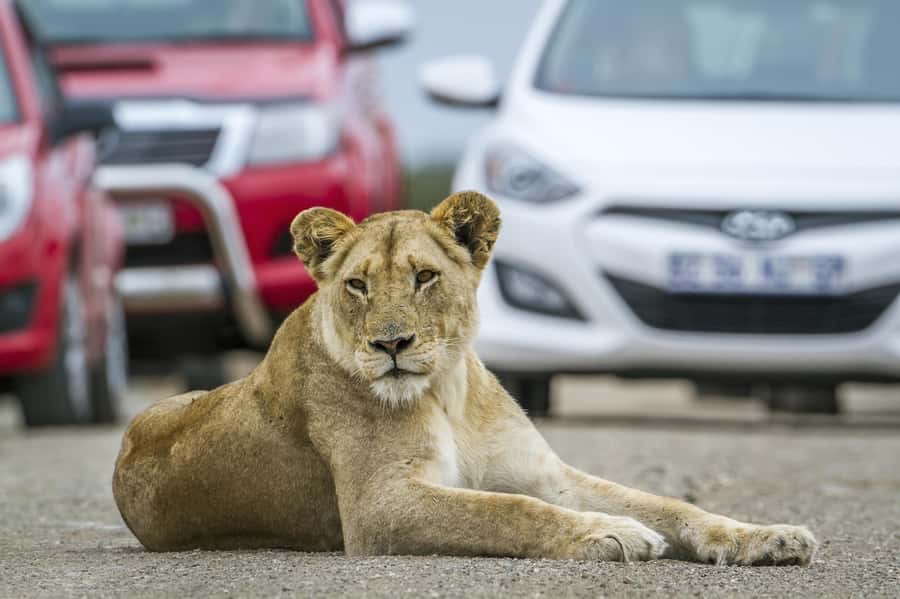 Hartbeespoort: Self-Drive Lion and Safari Park Tour - Getting to Lion & Safari Park from Johannesburg