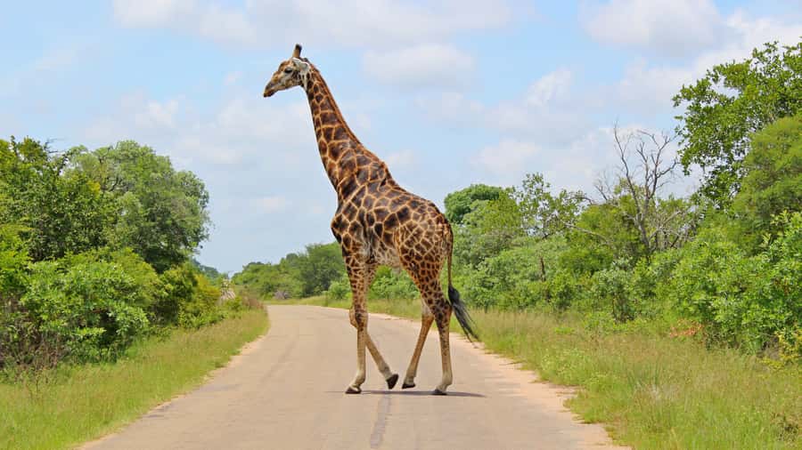 Hazyview: Private Full-Day Guided Kruger Safari - Comfort, access, and who should skip it