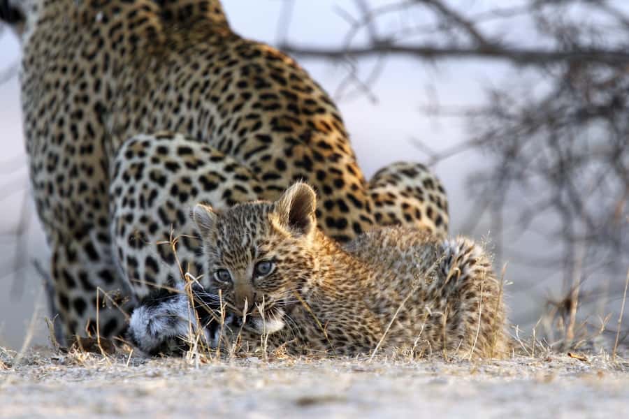 Hazyview: Private Full-Day Guided Kruger Safari - Why a private Kruger drive matters