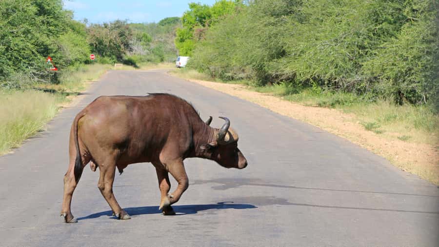 Hazyview: Private Full-Day Guided Kruger Safari - The breakfast stop and what it means for your day