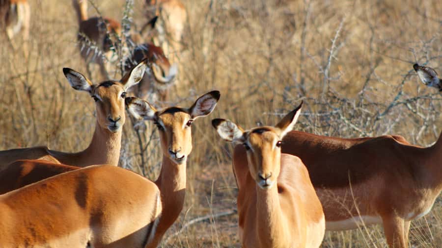 Hazyview: Private Full-Day Guided Kruger Safari - Rivers, mountain areas, and the second drive