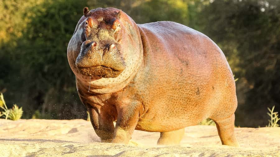 Hazyview: Private Full-Day Guided Kruger Safari - Lunch, the final sightings, and the ride back