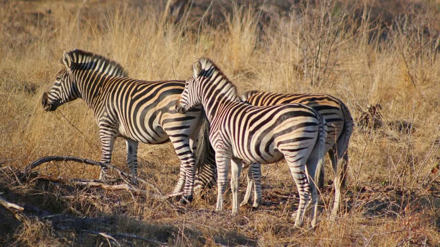 Hazyview: Private Full-Day Guided Kruger Safari - The guides are the heart of the experience