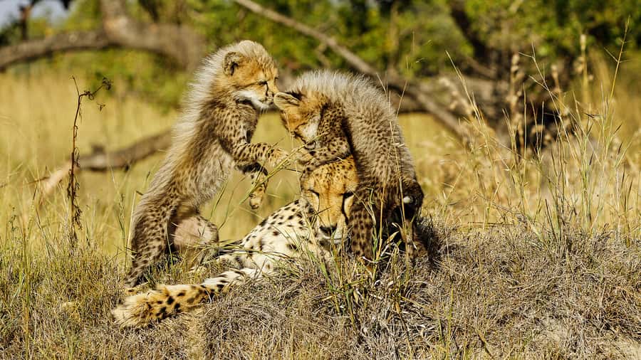 Hazyview: Private Full-Day Guided Kruger Safari - Price, inclusions, and the real value