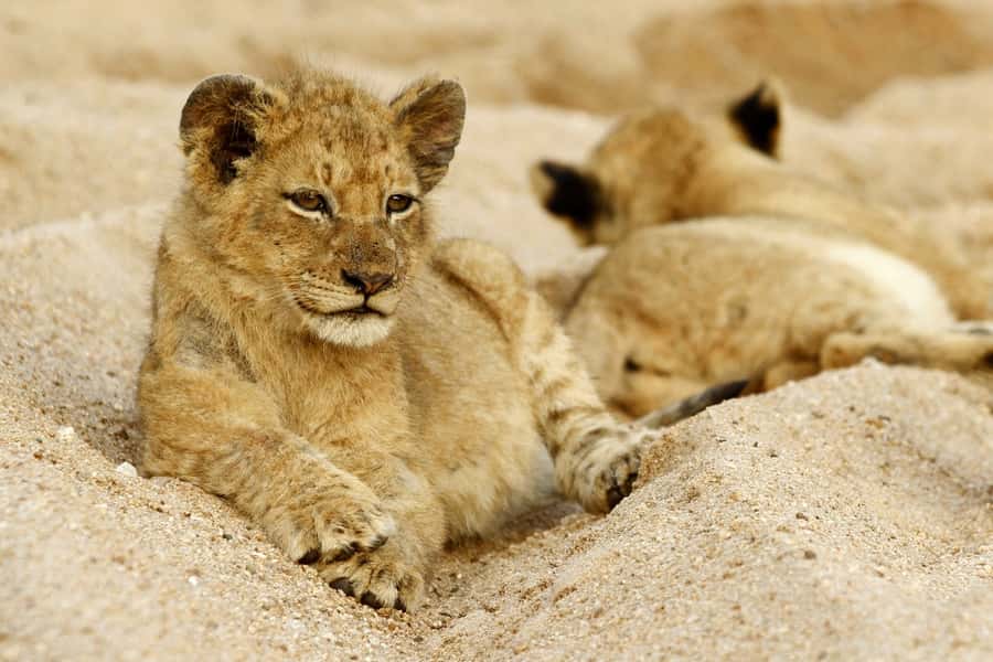 Hazyview: Private Full-Day Guided Kruger Safari - From Hazyview to the park gate