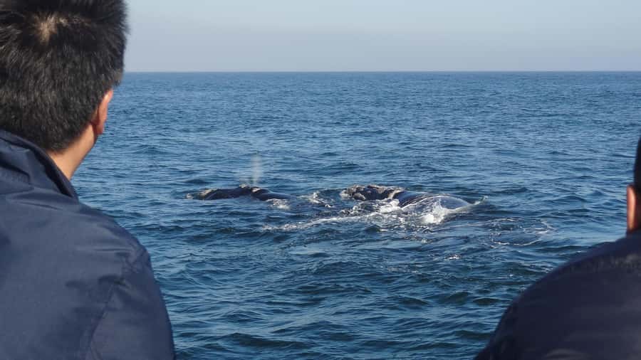 Hermanus: Boat Based Whale Watching Experience - Why Hermanus is such a strong whale-watching base