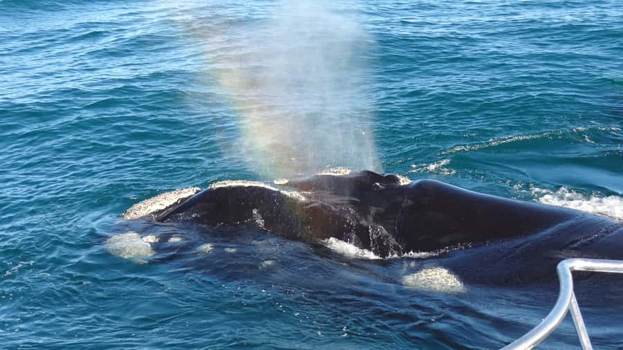 Hermanus: Boat Based Whale Watching Experience - The safety briefing and boarding routine