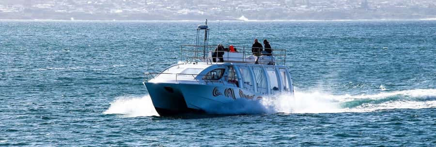 Hermanus: Boat Based Whale Watching Experience - The whale encounter, handled with care