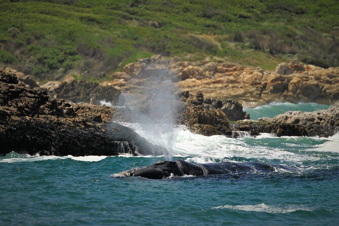 Hermanus Land based Whale Tour with Dave de Beer - Watching for breaches and other whale behavior