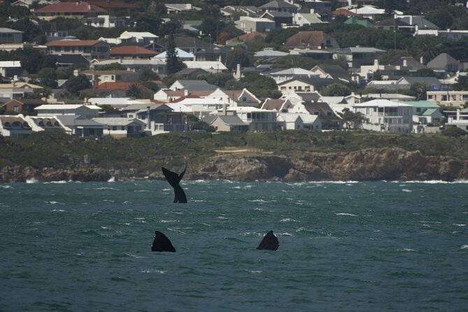 Hermanus Land based Whale Tour with Dave de Beer - Is $80.81 per person good value?