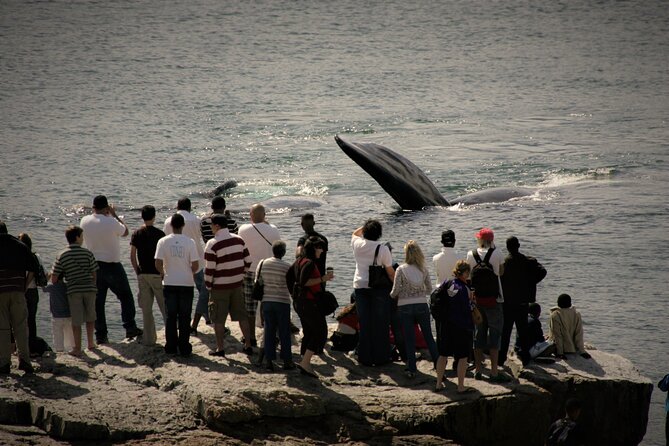 Hermanus Land based Whale Tour with Dave de Beer - Who will enjoy this tour most?
