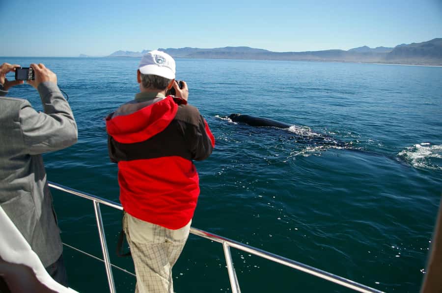 Hermanus: Whale and Dolphin Watching Boat Trip - Key points at a glance