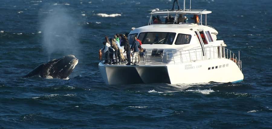 Hermanus: Whale and Dolphin Watching Boat Trip - Meeting the boat at Hermanus New Harbour