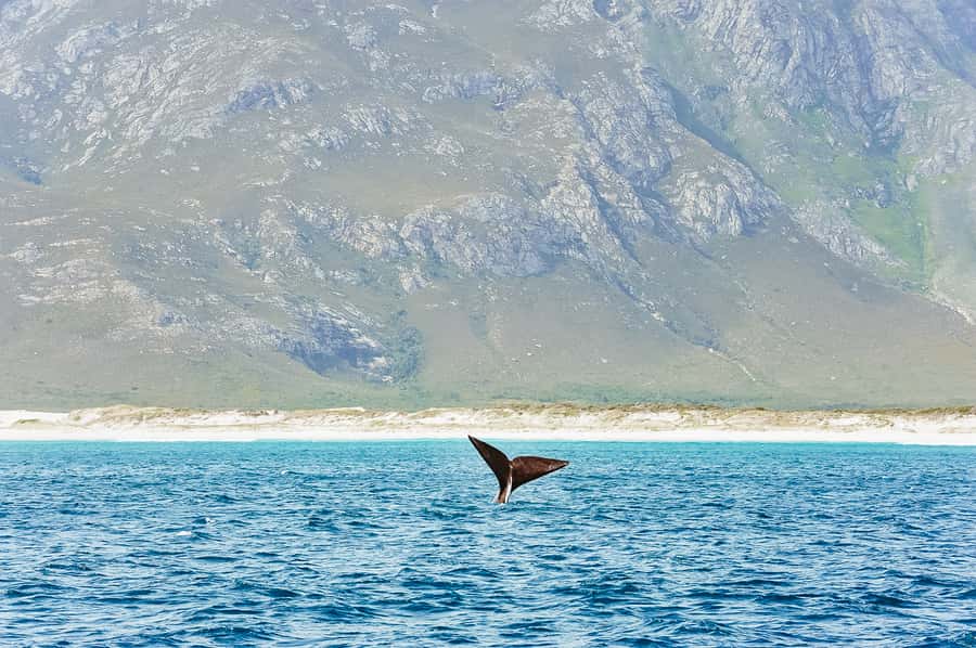 Hermanus: Whale and Dolphin Watching Boat Trip - Searching for southern right whales and calves