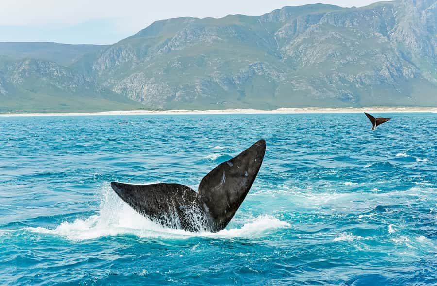 Hermanus: Whale and Dolphin Watching Boat Trip - What the guide adds to the ride