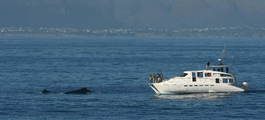 Hermanus: Whale and Dolphin Watching Boat Trip - Is $98 good value for two hours?