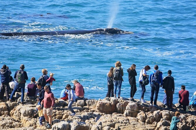 Hermanus Whale Watching and Wine Tasting Private Tour - Why Hermanus makes sense for a Cape Town day trip