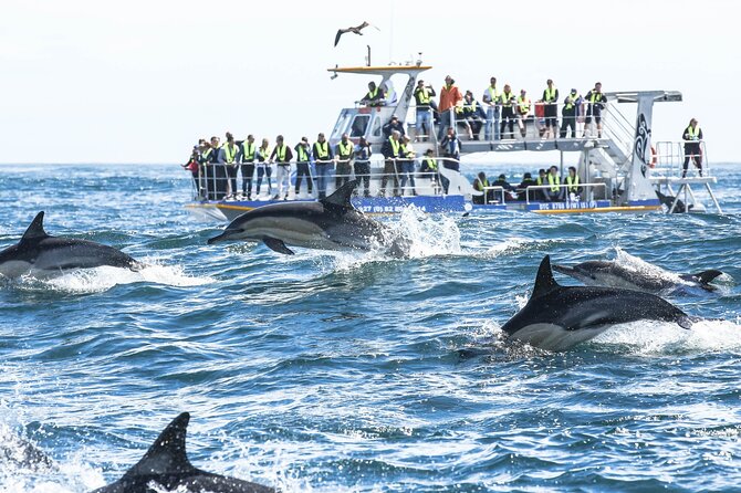Hermanus Whale Watching and Wine Tasting Private Tour - The Clarence Drive return to Cape Town