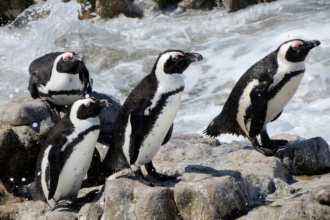 Hermanus Whale Watching and Wine Tasting Private Tour - What the $300 price includes