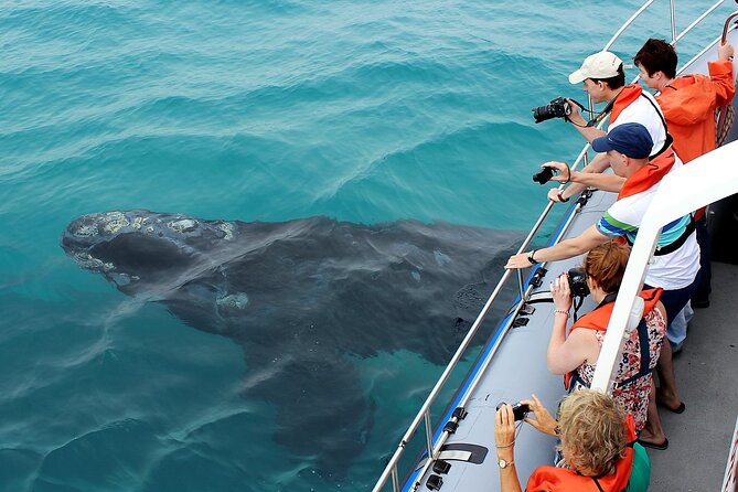 Hermanus Whale Watching and Wine Tasting Private Tour - The 5:30 a.m. start and the road to Hermanus