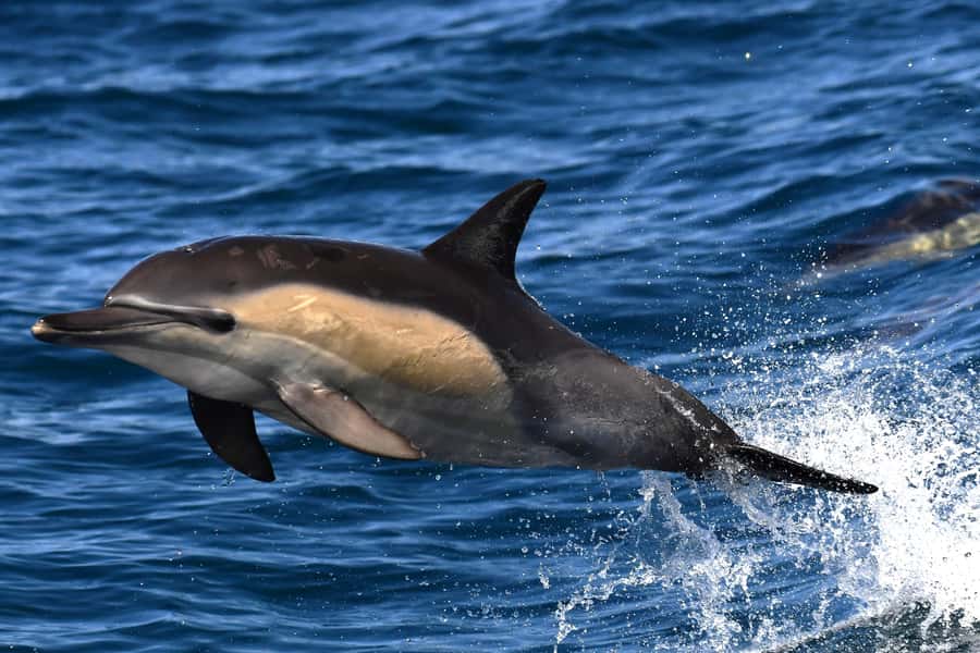 Hermanus: Whale Watching and Wine Testing - Five things to know before you book