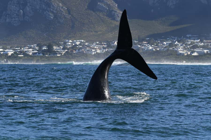Hermanus: Whale Watching and Wine Testing - Why combine Hermanus with wine tasting?