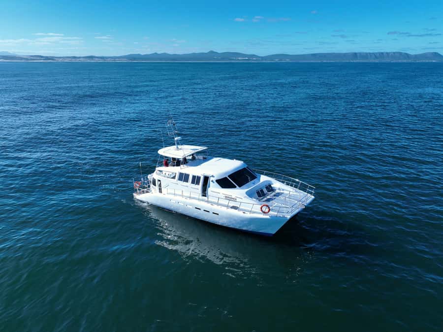 Hermanus: Whale Watching and Wine Testing - Hermanus and the Walker Bay boat trip
