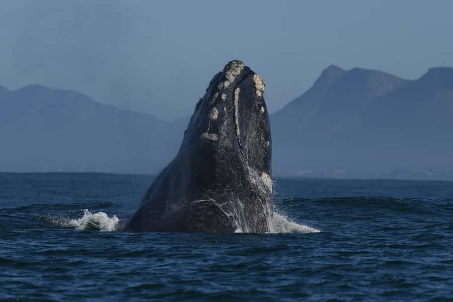 Hermanus: Whale Watching and Wine Testing - Starting the morning with private hotel pickup
