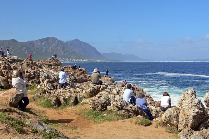Hermanus Whale Watching Day Trip from Cape Town - Key points to know before booking