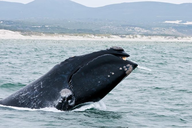Hermanus Whale Watching Day Trip from Cape Town - The early Cape Town pickup