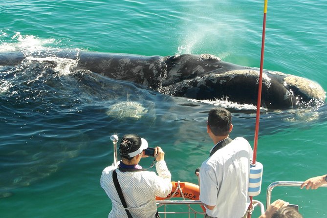 Hermanus Whale Watching & Penguins Shared Tour from Cape Town - A simple lunch at Fusion Restaurant