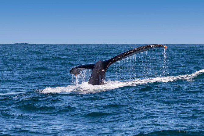 Hermanus Whale Watching & Penguins Shared Tour from Cape Town - The timing deserves a careful look