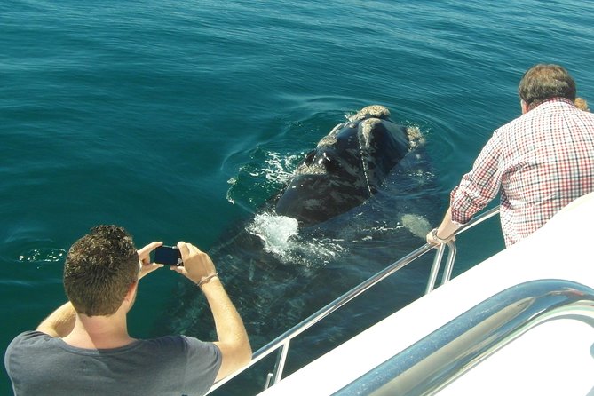 Hermanus Whale Watching & Penguins Shared Tour from Cape Town - Is the $144.54 price fair?