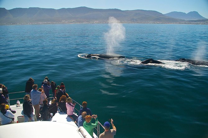 Hermanus Whale Watching Shared Boat Trip and Private Wine Tour from Cape Town - The early drive from Cape Town to Hermanus