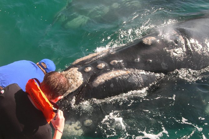 Hermanus Whale Watching Shared Boat Trip and Private Wine Tour from Cape Town - Stony Point and the African penguins of Betty’s Bay