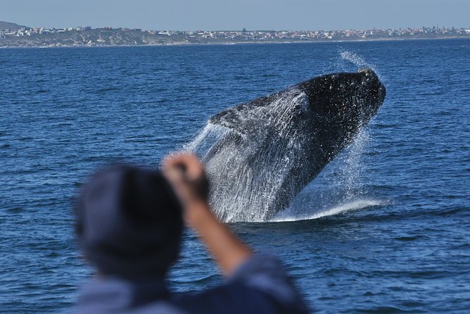 Hermanus Whale Watching Shared Boat Trip and Private Wine Tour from Cape Town - Route 44 and the journey back to Cape Town