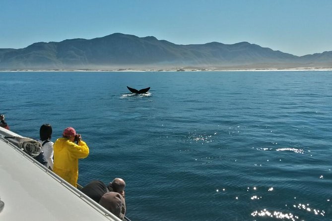 Hermanus Whale Watching Shared Boat Trip and Private Wine Tour from Cape Town - What the experience does well