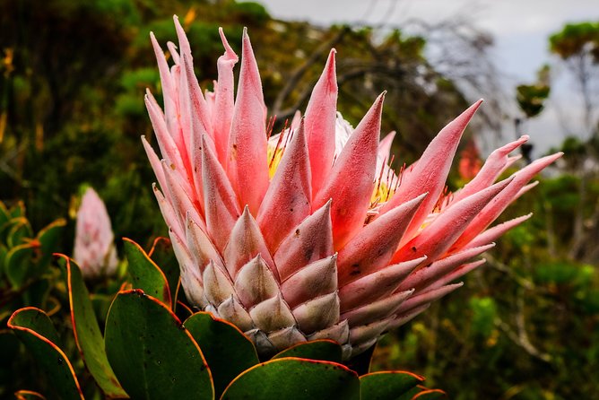 Hike Table Mountain via the India Venster trail - What to bring for the rock sections