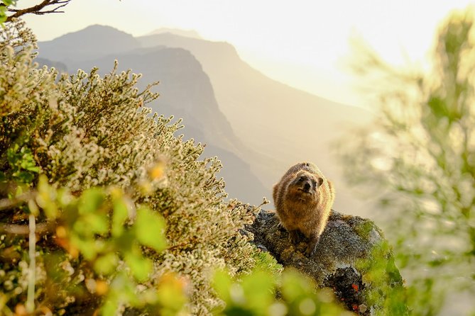 Hike Table Mountain via the India Venster trail - Price, value, and the extra cable car cost