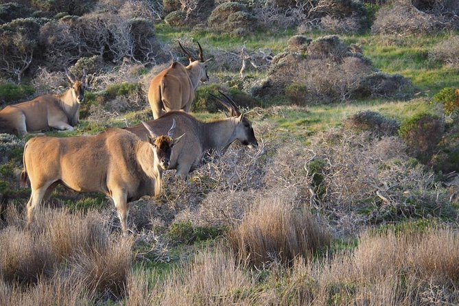 Hiking Cape of Good hope, Cape Point & Penguins Private Full Day - Hout Bay and the cliffs of Chapman’s Peak