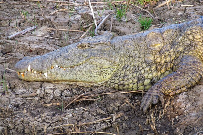 Hippo and Croc Boat Cruise in Saint Lucia with collection - Setting out on the St Lucia Estuary