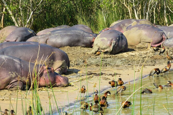 Hippo and Croc Boat Cruise in Saint Lucia with collection - Crocodiles, birds, and smaller sightings