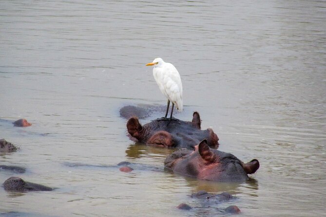 Hippo and Croc Boat Cruise in Saint Lucia with collection - Why the small group improves the outing