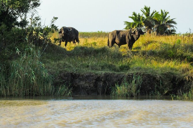 Hippo and Croc Boat Cruise in Saint Lucia with collection - What the $25.88 price delivers