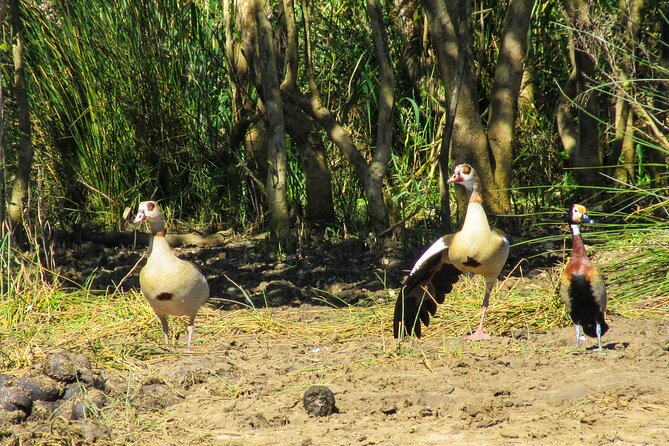 Hippo and Croc Boat Cruise in Saint Lucia with collection - Weather, cancellations, and planning details