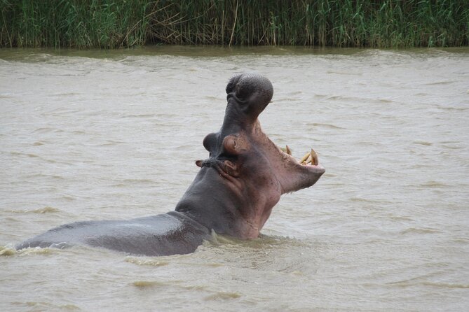 Hippo and Croc Boat Cruise in Saint Lucia with collection - Morning light or a memorable sunset